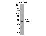 GFAP Antibody in Western Blot (WB)