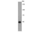 GFAP Antibody in Western Blot (WB)