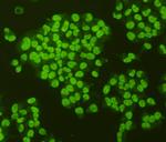 NF-kappa B p105/p50 Antibody in Immunocytochemistry (ICC/IF)