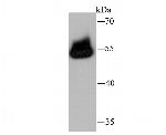 TRAF6 Antibody in Western Blot (WB)