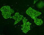 Nrf2 Antibody in Immunocytochemistry (ICC/IF)