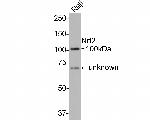 Nrf2 Antibody in Western Blot (WB)