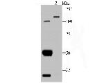 AXL Antibody in Western Blot (WB)