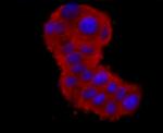 ERp72 Antibody in Immunocytochemistry (ICC/IF)