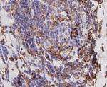 ERp72 Antibody in Immunohistochemistry (Paraffin) (IHC (P))