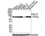 ERp72 Antibody in Western Blot (WB)