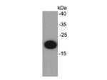 IL-6 Antibody in Western Blot (WB)