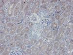 eNOS Antibody in Immunohistochemistry (Paraffin) (IHC (P))