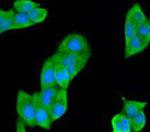 SMAD3 Antibody in Immunocytochemistry (ICC/IF)