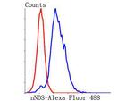 nNOS Antibody in Flow Cytometry (Flow)