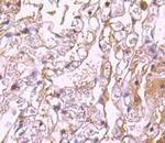 nNOS Antibody in Immunohistochemistry (Paraffin) (IHC (P))