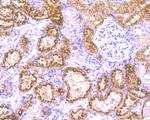 Occludin Antibody in Immunocytochemistry (ICC/IF)