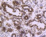 Occludin Antibody in Immunohistochemistry (Paraffin) (IHC (P))