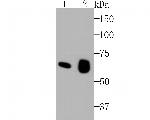 Occludin Antibody in Western Blot (WB)