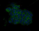 HLA-DR Antibody in Immunocytochemistry (ICC/IF)