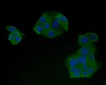 HLA-DR Antibody in Immunocytochemistry (ICC/IF)