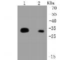 HLA-DR Antibody in Western Blot (WB)