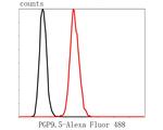 PGP9.5 Antibody in Flow Cytometry (Flow)