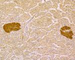 PGP9.5 Antibody in Immunohistochemistry (Paraffin) (IHC (P))