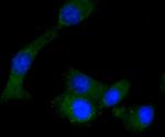 RON Antibody in Immunocytochemistry (ICC/IF)