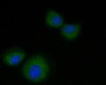 GPCR RDC1/CXCR-7 Antibody in Immunocytochemistry (ICC/IF)