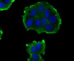 AFP Antibody in Immunocytochemistry (ICC/IF)