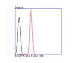 Hsc70 Antibody in Flow Cytometry (Flow)