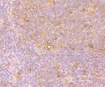 Hsc70 Antibody in Immunohistochemistry (Paraffin) (IHC (P))