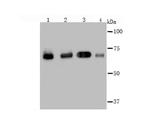 Hsc70 Antibody in Western Blot (WB)