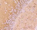 GM130 (cis-Golgi Marker) Antibody in Immunohistochemistry (Paraffin) (IHC (P))