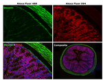 Mouse IgG (H+L) Cross-Adsorbed Secondary Antibody in Immunohistochemistry (Paraffin) (IHC (P))