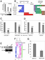 Xpress Antibody in Western Blot (WB)