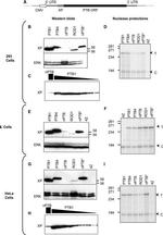 Xpress Antibody in Western Blot (WB)