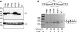 Xpress Antibody in Western Blot (WB)
