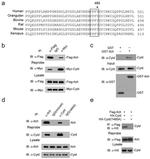 Xpress Antibody in Western Blot (WB)