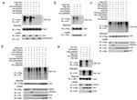 Xpress Antibody in Western Blot (WB)