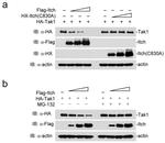 Xpress Antibody in Western Blot (WB)
