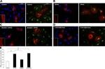 Xpress Antibody in Immunocytochemistry (ICC/IF)