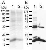 Xpress Antibody in Western Blot (WB)