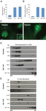 Xpress Antibody in Western Blot (WB)