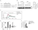 Xpress Antibody in Western Blot (WB)