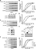 Xpress Antibody in Western Blot (WB)