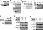 Xpress Antibody in Western Blot (WB)