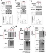 Xpress Antibody in Western Blot (WB)