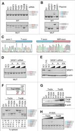 Xpress Antibody in Western Blot (WB)