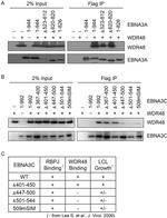 Xpress Antibody in Western Blot (WB)