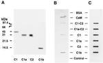 Xpress Antibody in Western Blot (WB)