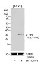 6x-His Tag (C-term) Antibody in Western Blot (WB)