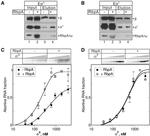 6x-His Tag (C-term) Antibody in Western Blot (WB)