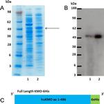 6x-His Tag (C-term) Antibody in Western Blot (WB)